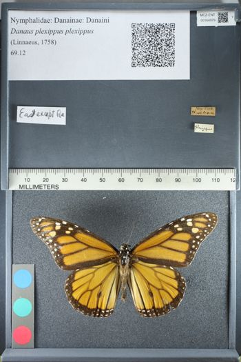 Media type: image;   Entomology 164979